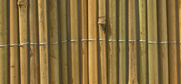Bambú fino